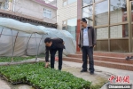 图为梁培智(左一)和村民唠嗑今年蔬菜长势。　刘玉桃 摄 - 甘肃新闻