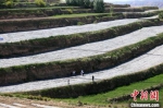 图为6月初，在兰州市榆中县韦营乡境内的纳米高效农业示范基地，几位台湾网红进行直播。　高展 摄 - 甘肃新闻