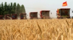 河北小麦进入收获季 - 中国甘肃网