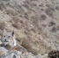 图为阿克塞县2021年第二次雪豹保护监测红外线相机采集到的雪豹影像。(资料图)阿克塞县融媒体中心供图 - 甘肃新闻
