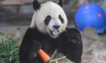 大熊猫端午享美食 - 中国甘肃网