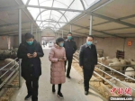 图为李艳(中)邀请养殖方面专家参观羊舍。(资料图) 受访者供图 - 甘肃新闻