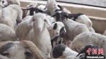 在甘肃临夏州东乡县，广泛流传着“无羊不成家”的说法。图为东乡族民众饲养的羊儿。(资料图) 受访者供图 - 甘肃新闻