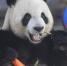 大熊猫端午享美食 - 中国甘肃网