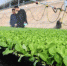 在甘肃甘州区境内的温室大棚里，现代化设施给蔬菜浇水及营养液。(资料图) 杨艳敏 摄 - 甘肃新闻
