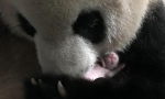 重庆动物园大熊猫产下双胞胎幼仔 - 中国甘肃网