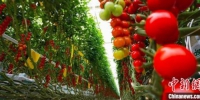 图为平凉市海升超越农业生态示范项目串番茄。(资料图) 魏建军 摄 - 甘肃新闻