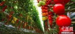 图为平凉市海升超越农业生态示范项目串番茄。(资料图) 魏建军 摄 - 甘肃新闻