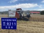 甘肃：旱地冬小麦新品种兰大211 专家实产测定成果喜人 - 中国甘肃网