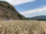 甘肃：旱地冬小麦新品种兰大211 专家实产测定成果喜人 - 中国甘肃网
