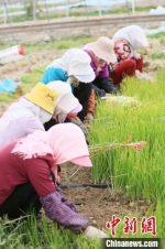 图为甘肃张掖现代戈壁农业产业园区，农户在收洋葱苗。(资料图) 高展 　摄 - 甘肃新闻