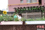 图为兰州市小学生给自己和朋友的菜园浇水。　闫姣 摄 - 甘肃新闻