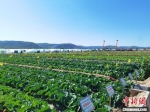 图为榆中县种植的大片高原夏菜。　杨娜 摄 - 甘肃新闻
