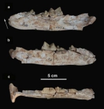 图为甘肃临夏盆地发现的隐匿剑齿虎下颌骨化石。(中科院古脊椎所供图) - 甘肃新闻