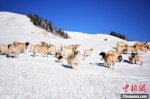 2018年4月初，祁连山雪后风光旖旎。图为雪地里的羊群。(资料图) 武雪峰 摄 - 甘肃新闻