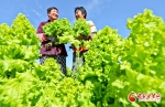 【陇拍客】甘肃张掖：引进蔬菜种植 促进农户增收 - 中国甘肃网