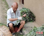 图为当地村民正在整理艾叶。(资料图) 杨凤 摄 - 甘肃新闻