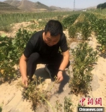 今年5月底以来，甘肃庆阳市北部极端干旱持续加重，引起蚜虫等大面积发生，进一步加重了干旱灾害的危害。　张天峰 摄 - 甘肃新闻