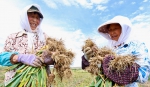 【陇拍客】甘肃民乐：3万亩紫皮大蒜喜获丰收 - 中国甘肃网