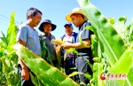 【陇拍客】甘肃临泽：精心育良种 做强玉米制种产业 - 中国甘肃网