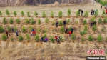 图为榆中县开展义务植树活动。(资料图) 彭昱 摄 - 甘肃新闻