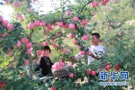 【走进乡村看小康】甘肃静宁：“小苹果”撑起县域经济“脊梁” - 中国甘肃网