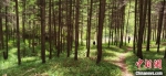 图为位于庄浪县郑河乡庙儿岔1990年栽植的人工林，如今树木参天，绿树成荫。　焦占仓 摄 - 甘肃新闻