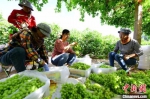 图为果农们忙着采摘成熟的葡萄。　王斌银 摄 - 甘肃新闻