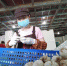 6月29日，兰州市“乡村就业工厂”揭牌。图为当地一家百合企业女工在生产线包装。（资料图）　张婧 　摄 - 甘肃新闻