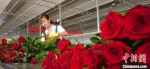 图为农技人员修剪整理鲜切玫瑰。(资料图) 魏建军 摄 - 甘肃新闻