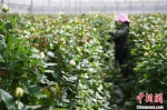 图为农技人员修剪玫瑰花。(资料图) 杨艳敏 摄 - 甘肃新闻