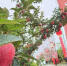 9月8日，2021年天水花牛苹果品牌推介暨产销对接系列活动在甘肃天水麦积区南山万亩花牛苹果基地举行。　张婧 摄 - 甘肃新闻