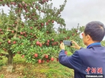 图为中国苹果产业协会秘书长高继海在麦积区南山万亩花牛苹果基地，当他看到这里的花牛苹果长势时格外欣慰。　张婧 摄 - 甘肃新闻