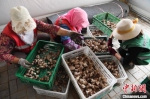 图为农户分拣蘑菇。　杨艳敏 摄 - 甘肃新闻