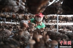 图为农户采摘蘑菇。　杨艳敏 摄 - 甘肃新闻