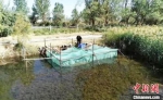 今年年初，张德鹏从江苏购买伊乐藻、苦草、轮叶黑藻等水草用于改善水底生态环境。　安涛 摄 - 甘肃新闻