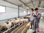 环县大学生登记羊信息。(资料图) 高展 摄 - 甘肃新闻
