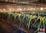 图为古耀堂引进的台湾火龙果品种，在古浪成功种植挂果。(资料图) 丁思 摄 - 甘肃新闻