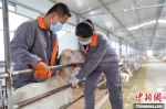 环县大学生“羊倌”科学养殖。(资料图) 环县融媒体中心供图 - 甘肃新闻