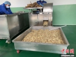 9月27日，甘肃定西市陇西县一中药材初加工车间的工人正在对黄芪进行切片加工。　宋子昕 摄 - 甘肃新闻