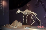资料图：甘肃和政古动物化石博物馆展出“世界上独一无二的和政羊化石”。中新社记者 孙自法 摄 - 甘肃新闻