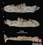 资料图：甘肃临夏盆地广河县发现的隐匿剑齿虎下颌化石。　孙博阳 供图 - 甘肃新闻
