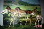 资料图：甘肃和政古动物化石博物馆展出“世界上最大的真马化石埃氏马”。中新社记者 孙自法 摄 - 甘肃新闻