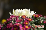 【陇拍客】兰州植物园6万盆菊花争相绽放 - 中国甘肃网