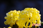 【陇拍客】兰州植物园6万盆菊花争相绽放 - 中国甘肃网