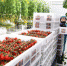 2020年4月，甘肃省张掖市民乐县戈壁滩上现代农业大棚内番茄成熟。（资料图）　杨艳敏　摄 　 - 甘肃新闻