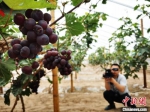 2020年7月，甘肃张掖市境内的河西走廊寒旱农业方兴未艾。图为记者在葡萄架前拍摄。(资料图) 殷春永 摄 - 甘肃新闻