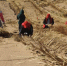 图为甘肃凉州区干部跪在斜坡上压沙，徒手刨坑埋草方格。　闫姣 摄 - 甘肃新闻