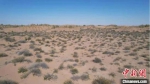 图为经过三到四年时间治理后的沙漠，沙生植物茁壮成长。　艾庆龙 摄 - 甘肃新闻