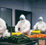 图为甘肃康源现代农业有限公司员工在加工包装高原夏菜。　榆中县官方供图 - 甘肃新闻